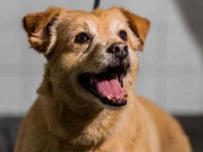 Cachorro raça Vira lata  idade 6 ou mais anos nome Charles 