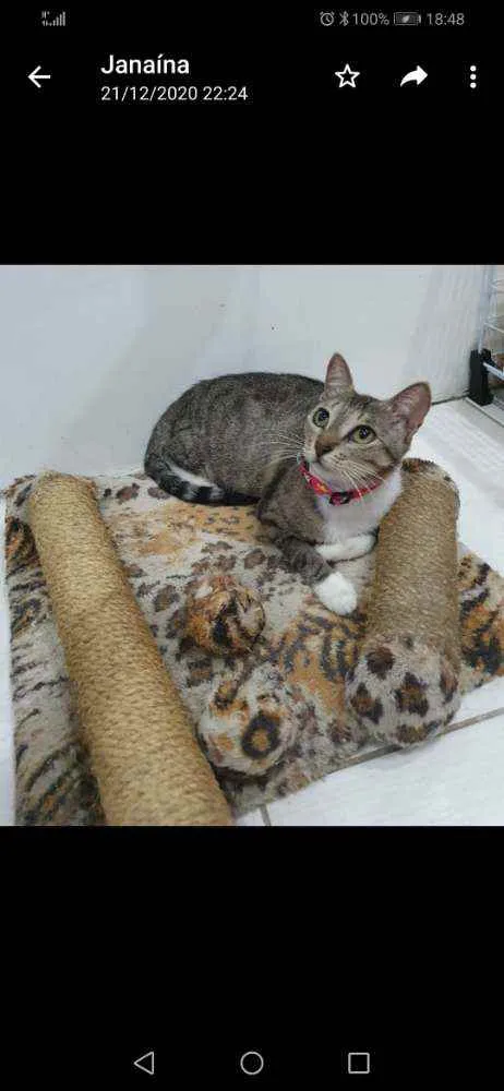 Gato ra a SRD idade 2 a 6 meses nome Isis