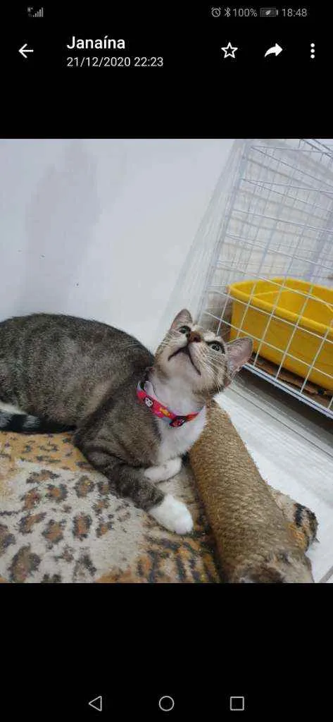 Gato ra a SRD idade 2 a 6 meses nome Isis