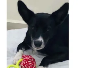 Cachorro raça Vira lata  idade 6 ou mais anos nome Amy 