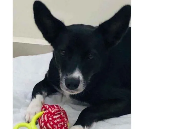 Cachorro raça Vira lata  idade 6 ou mais anos nome Amy 