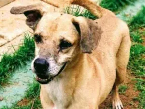 Cachorro raça Vira lata  idade 6 ou mais anos nome Bartolomeu 