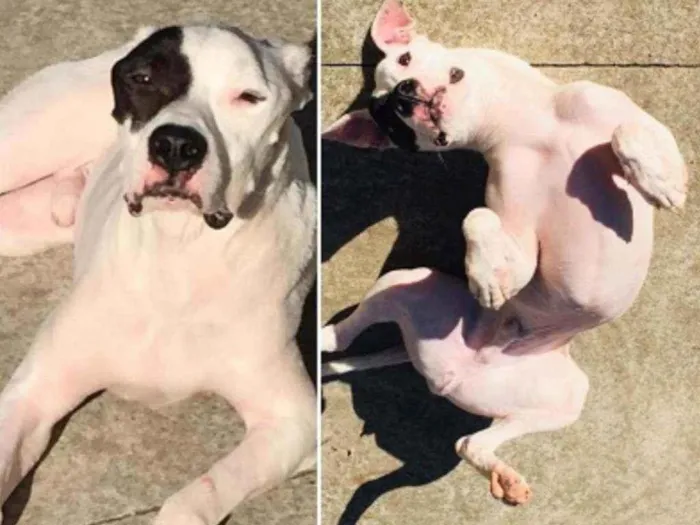 Cachorro raça Mestiço boxer  idade 5 anos nome Castor 