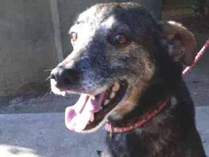Cachorro raça Vira lata  idade 6 ou mais anos nome Dummont 