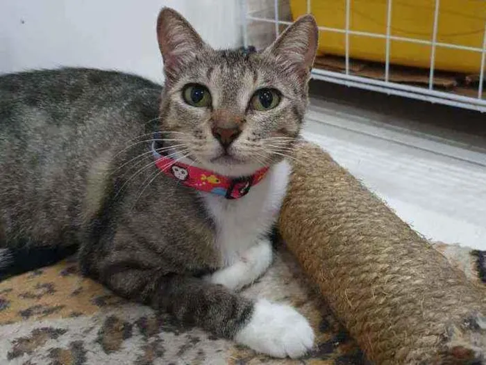 Gato ra a SRD idade 2 a 6 meses nome Isis