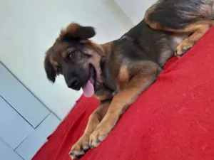 Cachorro raça  idade 1 ano nome Felix 