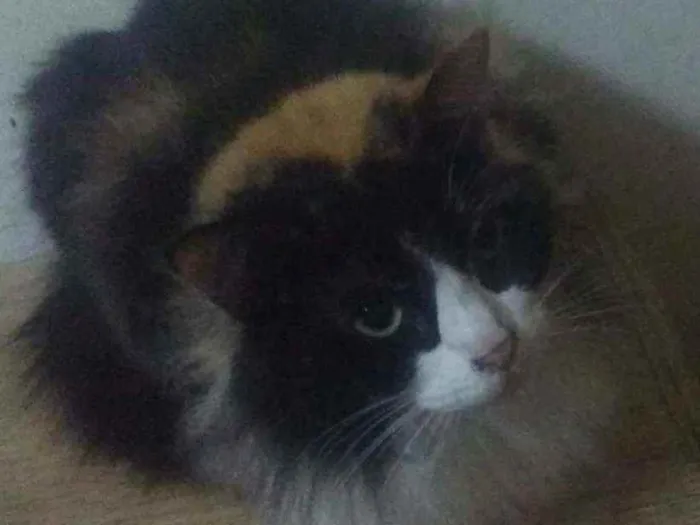 Gato ra a SRD  idade 2 anos nome Divina