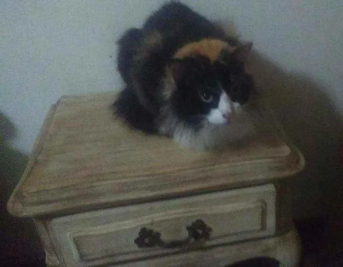 Gato ra a SRD  idade 2 anos nome Divina
