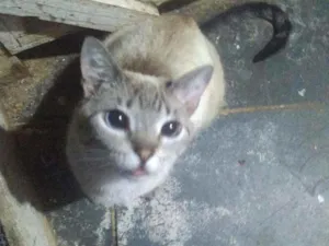 Gato raça Siames idade 2 anos nome Radija