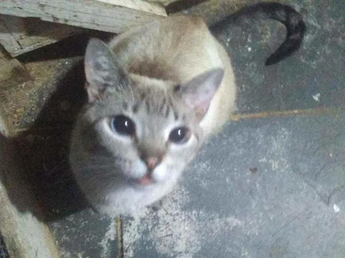 Gato ra a Siames idade 2 anos nome Radija