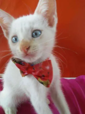 Gato raça Comum idade 2 a 6 meses nome Doçura