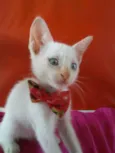 Doçura