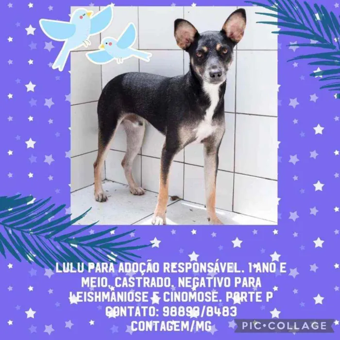 Cachorro raça SRD idade 1 ano nome Lulu