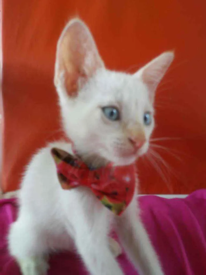 Gato ra a Comum idade 2 a 6 meses nome Doçura