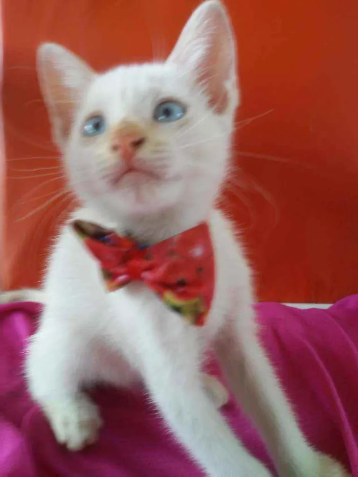 Gato ra a Comum idade 2 a 6 meses nome Doçura