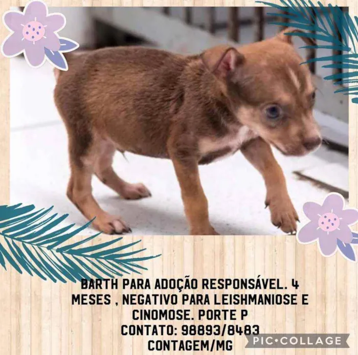 Cachorro raça SRD idade 2 a 6 meses nome Barth