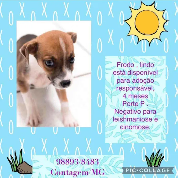 Cachorro raça SRD idade 2 a 6 meses nome Frodo 