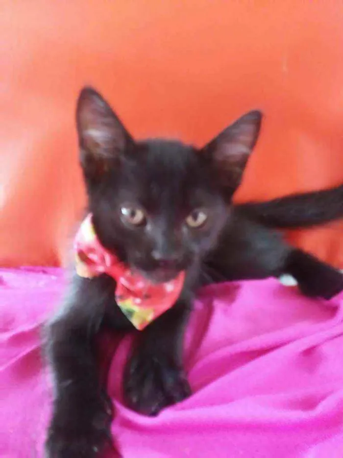 Gato ra a Comum idade 2 a 6 meses nome Fofura