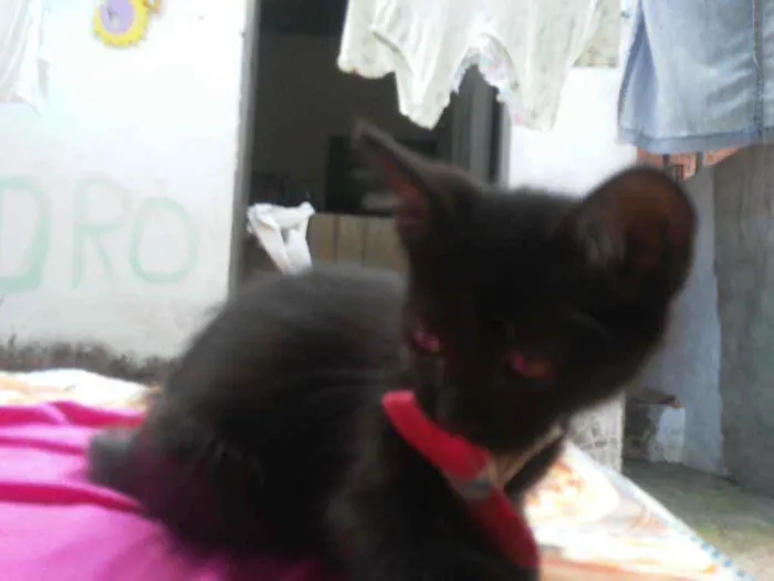 Gato ra a Comum idade 2 a 6 meses nome Fofura