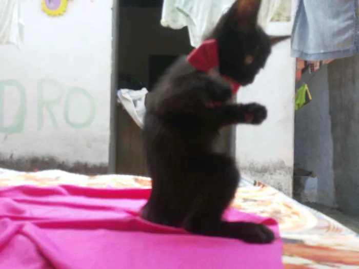 Gato ra a Comum idade 2 a 6 meses nome Fofura