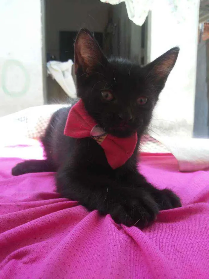 Gato ra a Comum idade 2 a 6 meses nome Fofura