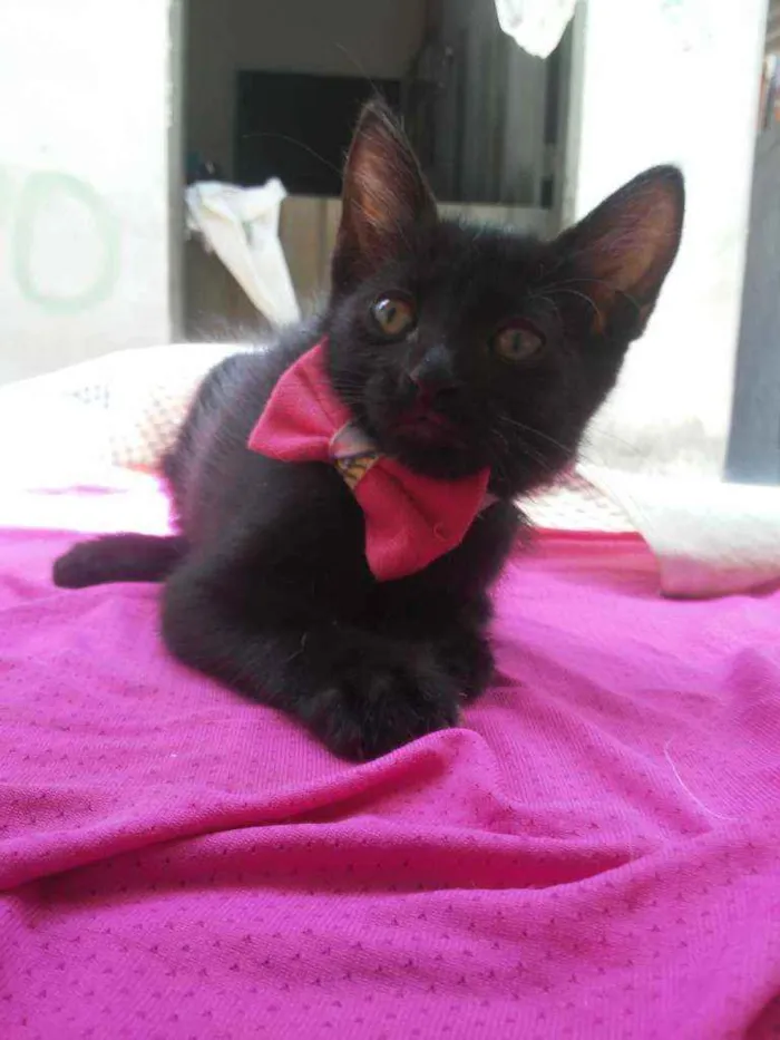 Gato ra a Comum idade 2 a 6 meses nome Fofura
