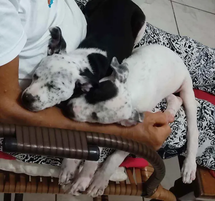 Cachorro raça Misturado dálmata + vira-lata idade 2 a 6 meses nome Sem nomes