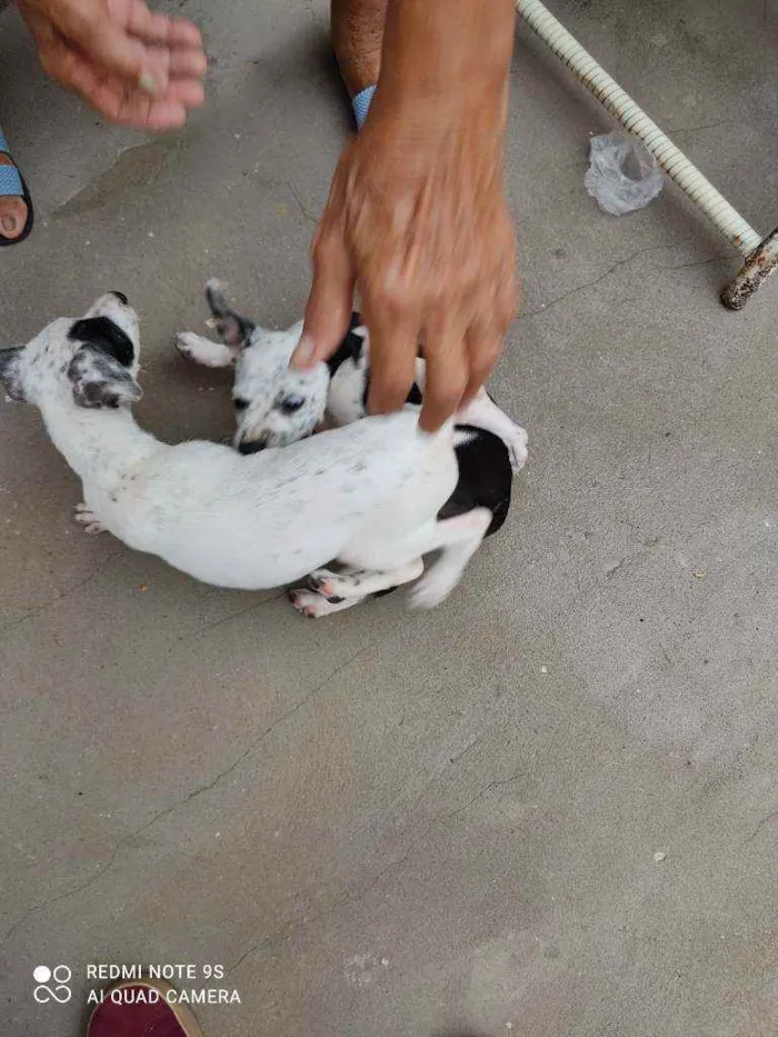 Cachorro raça Misturado dálmata + vira-lata idade 2 a 6 meses nome Sem nomes