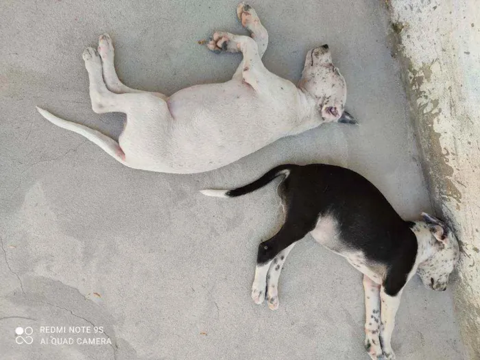 Cachorro raça Misturado dálmata + vira-lata idade 2 a 6 meses nome Sem nomes