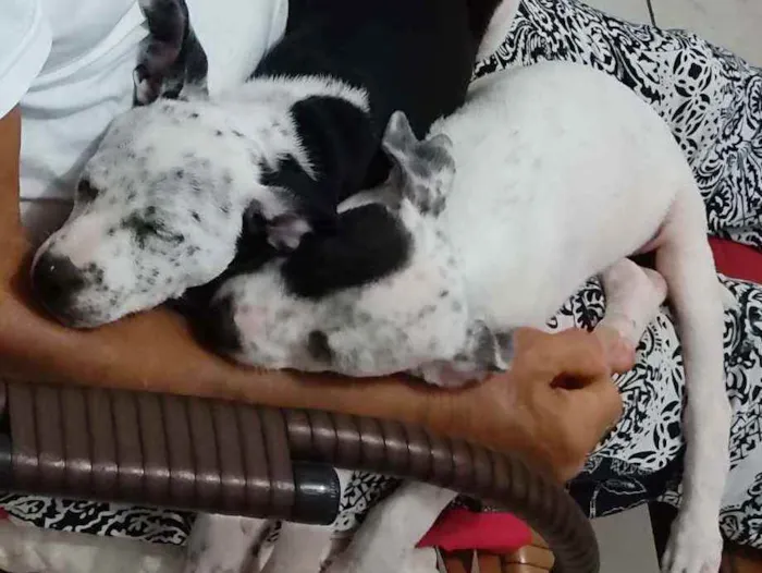 Cachorro raça Misturado dálmata + vira-lata idade 2 a 6 meses nome Sem nomes