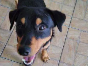 Cachorro raça SRD idade 2 a 6 meses nome Boby e Marley
