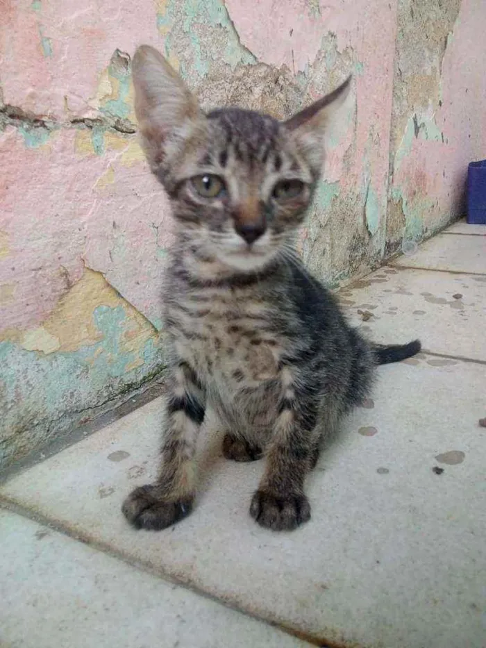 Gato ra a não sei q raça idade 2 a 6 meses nome você escolhe o nome