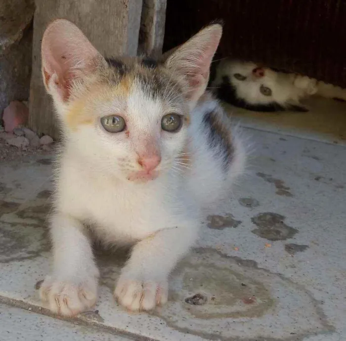 Gato ra a não sei q raça idade 2 a 6 meses nome você escolhe o nome