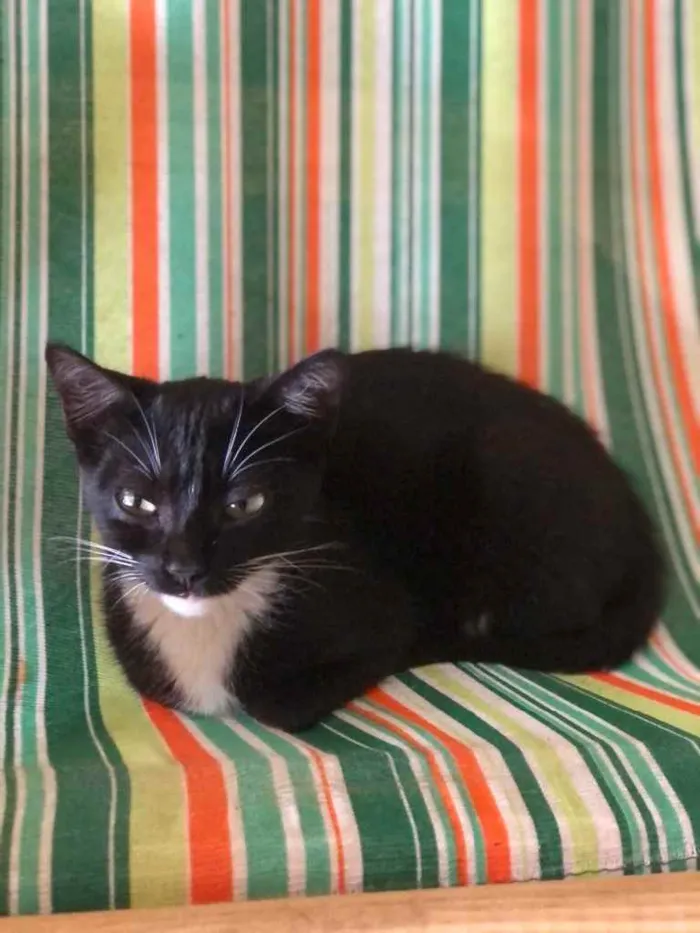 Gato raça SRD idade Abaixo de 2 meses nome Nicole 
