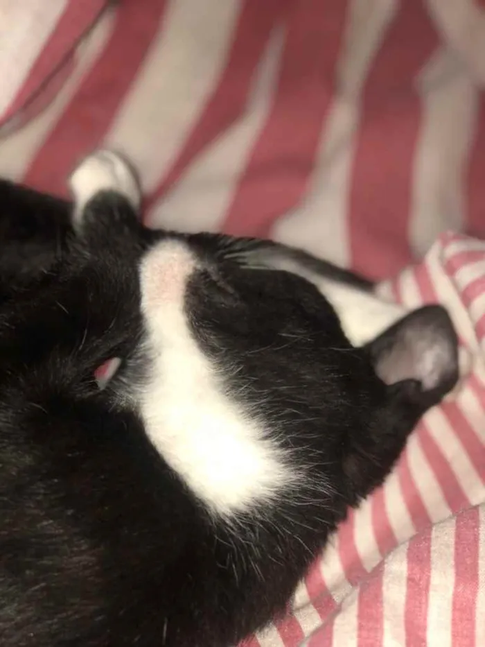 Gato raça SRD idade Abaixo de 2 meses nome Nicole 