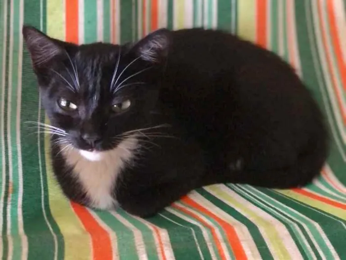 Gato raça SRD idade Abaixo de 2 meses nome Nicole 