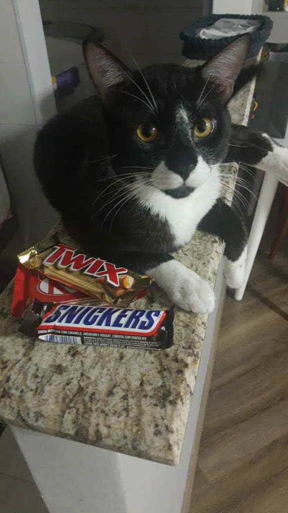 Gato ra a Desconhecido idade 7 a 11 meses nome MIu