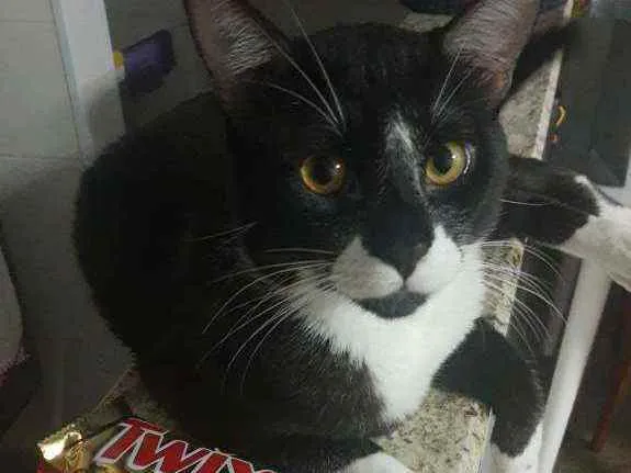 Gato ra a Desconhecido idade 7 a 11 meses nome MIu