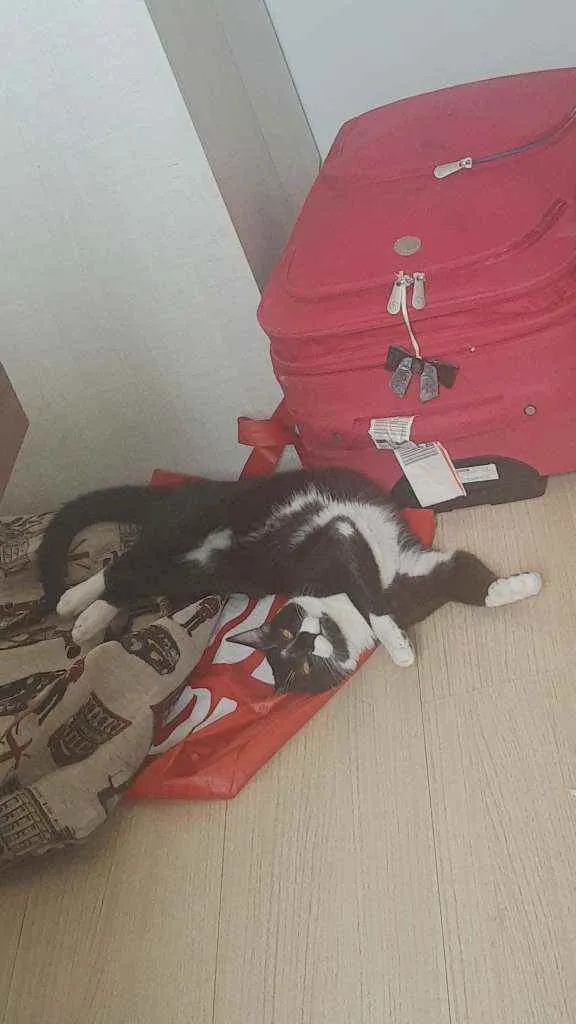 Gato ra a Desconhecido idade 7 a 11 meses nome MIu