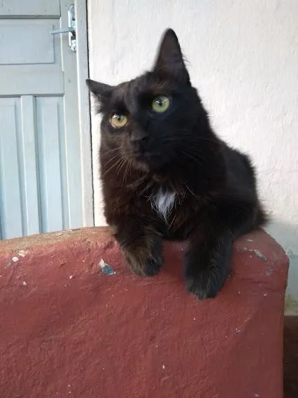 Gato ra a SRD idade 1 ano nome Simba e Sardinha