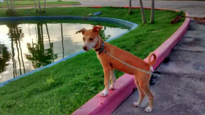 Cachorro raça Vira lata/Pit Bull idade 2 anos nome Nikki