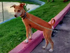 Cachorro raça Vira lata/Pit Bull idade 2 anos nome Nikki