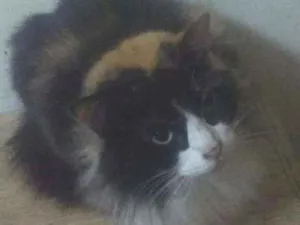 Gato raça SRD  idade 2 anos nome Divina
