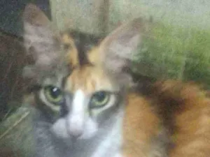 Gato raça SRD idade 2 a 6 meses nome Paloma