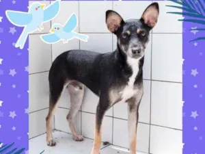 Cachorro raça SRD idade 1 ano nome Lulu