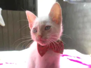 Gato raça Comum idade 2 a 6 meses nome Doçura