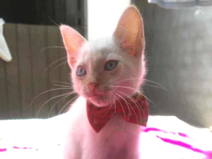 Gato ra a Comum idade 2 a 6 meses nome Doçura