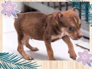 Cachorro raça SRD idade 2 a 6 meses nome Barth