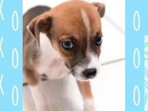 Cachorro raça SRD idade 2 a 6 meses nome Frodo 