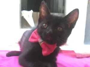 Gato raça Comum idade 2 a 6 meses nome Fofura